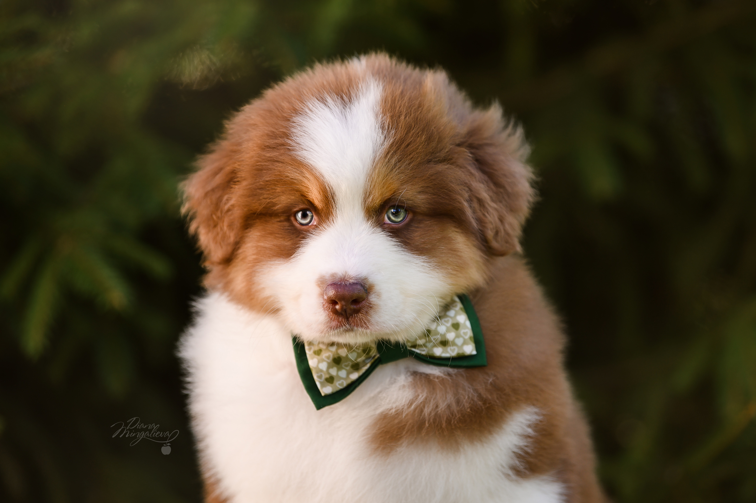 ПОМЕТ Д. Питомник австралийских овчарок «APPLEDORE»