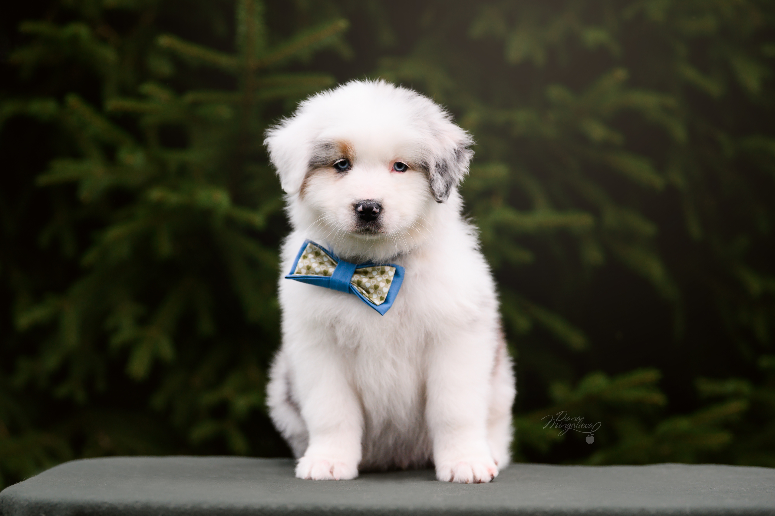 ПОМЕТ Д. Питомник австралийских овчарок «APPLEDORE»