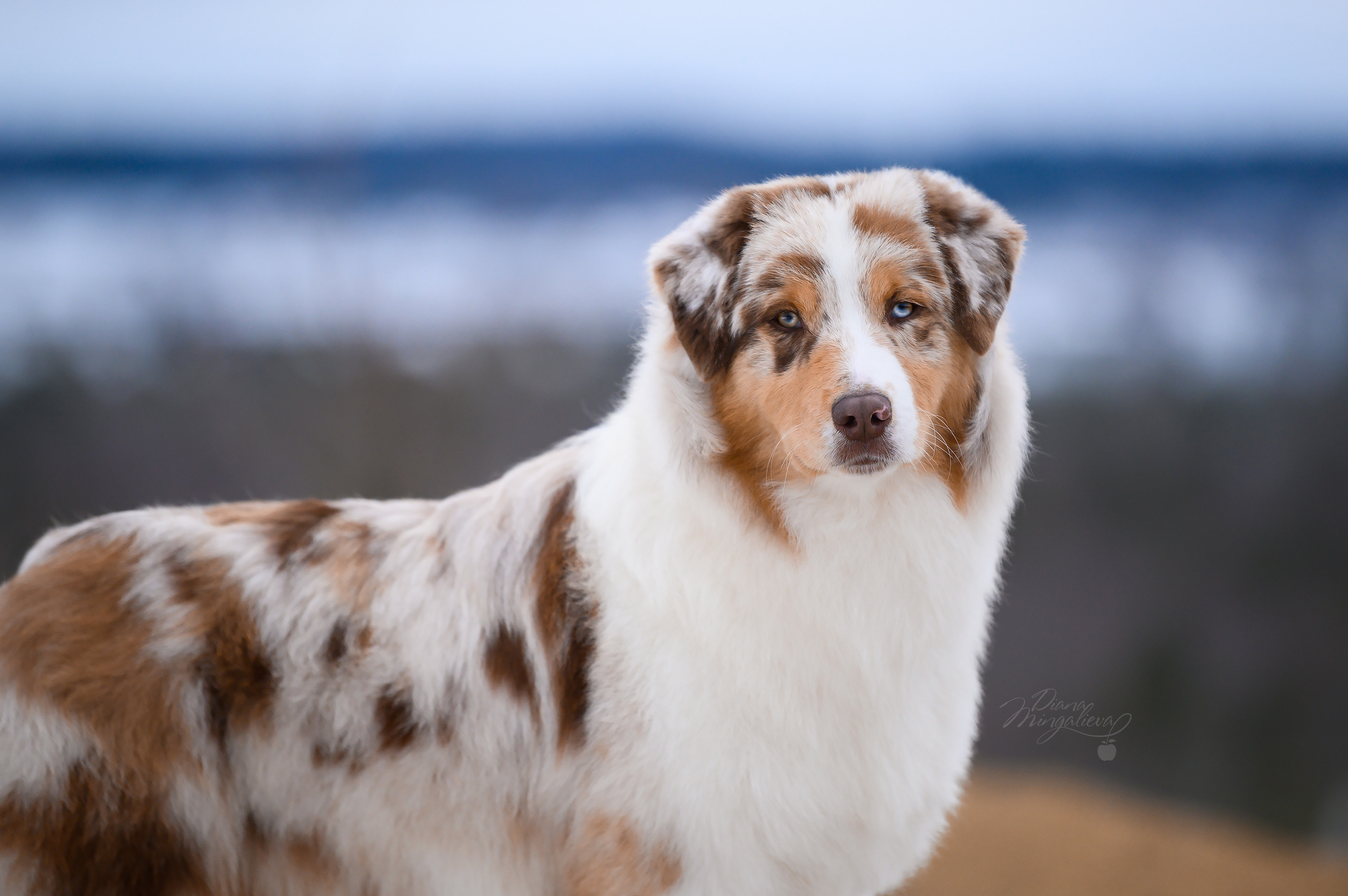 СУКИ. Питомник австралийских овчарок «APPLEDORE»
