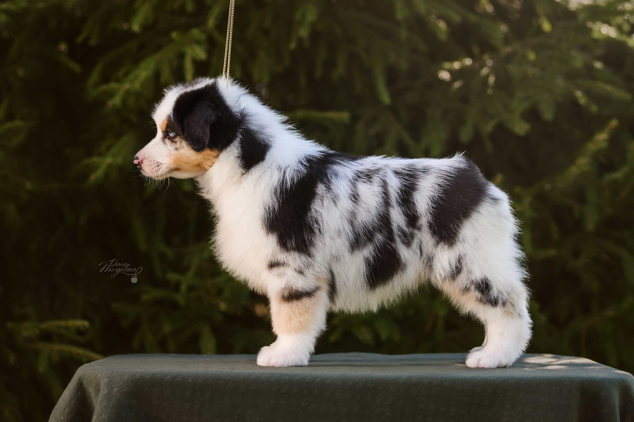 ПОМЕТ Д. Питомник австралийских овчарок «APPLEDORE»