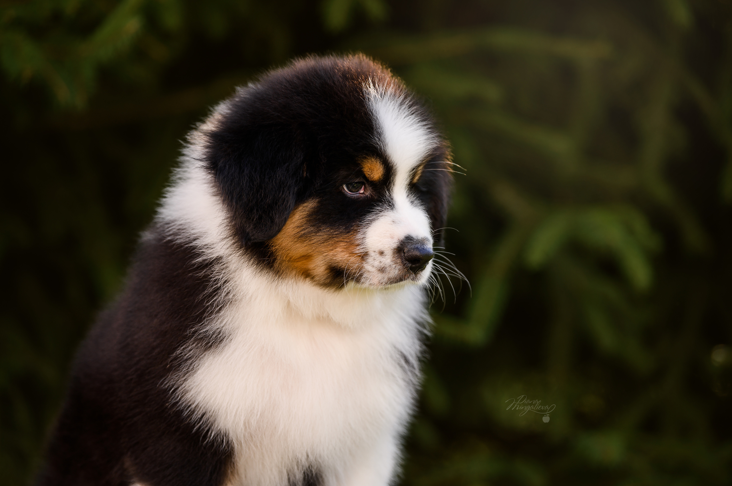 ПОМЕТ Д. Питомник австралийских овчарок «APPLEDORE»