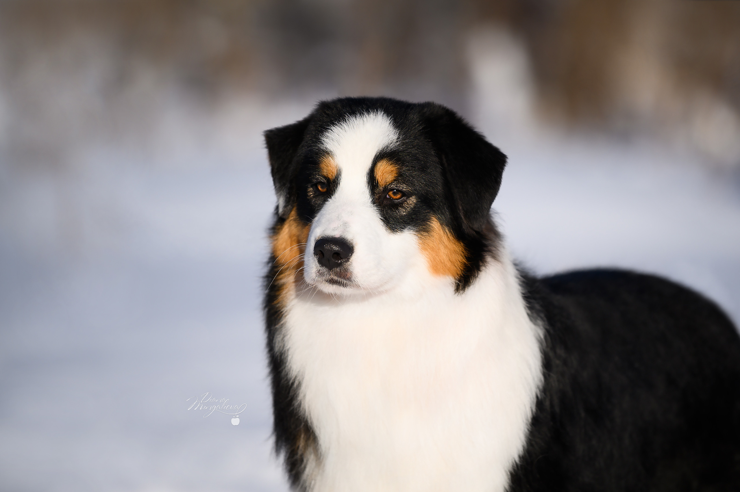 СУКИ. Питомник австралийских овчарок «APPLEDORE»