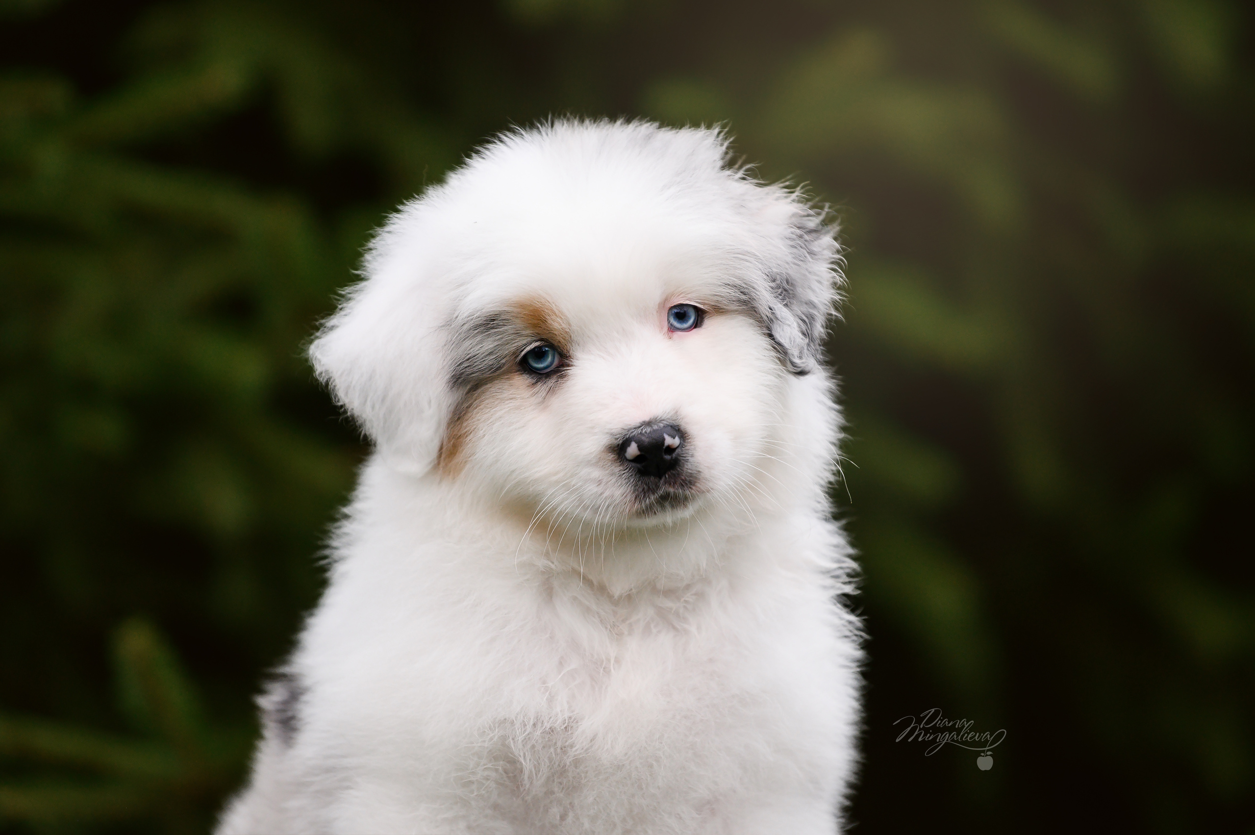 ПОМЕТ Д. Питомник австралийских овчарок «APPLEDORE»