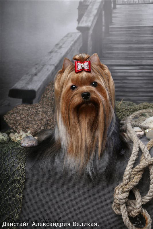 Denstail Aleksandrija Velikaja. Питомник Йоркширских терьеров Дэнстайл в Санкт-Петербурге заводчик Тих