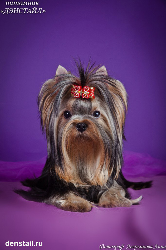 Дэнстайл Империя. Питомник Йоркширских терьеров Дэнстайл в Санкт-Петербурге заводчик Тих