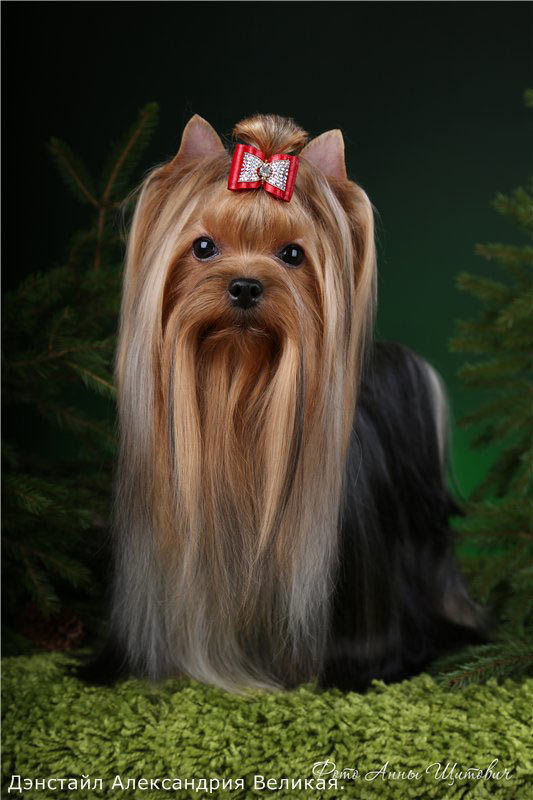 Denstail Aleksandrija Velikaja. Питомник Йоркширских терьеров Дэнстайл в Санкт-Петербурге заводчик Тих