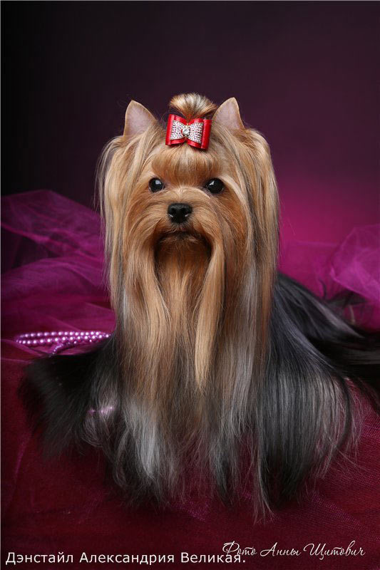 Denstail Aleksandrija Velikaja. Питомник Йоркширских терьеров Дэнстайл в Санкт-Петербурге заводчик Тих