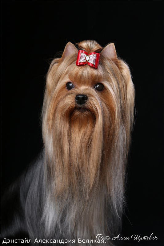 Denstail Aleksandrija Velikaja. Питомник Йоркширских терьеров Дэнстайл в Санкт-Петербурге заводчик Тих