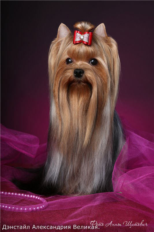 Denstail Aleksandrija Velikaja. Питомник Йоркширских терьеров Дэнстайл в Санкт-Петербурге заводчик Тих