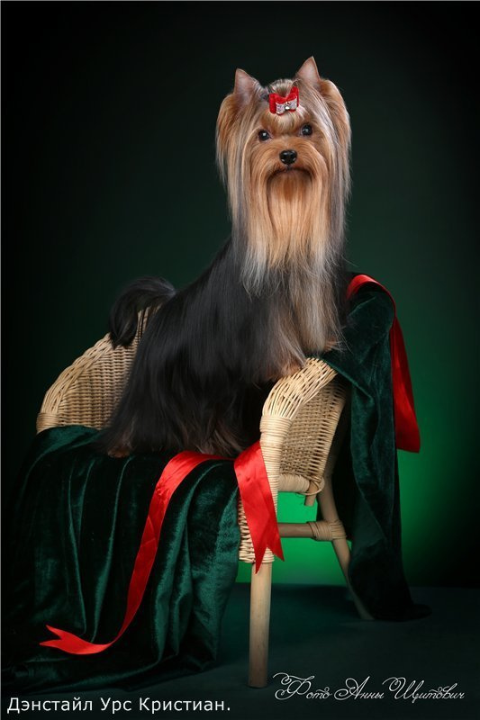 Дэнстайл Урс Кристиан. Питомник Йоркширских терьеров Дэнстайл в Санкт-Петербурге заводчик Тих