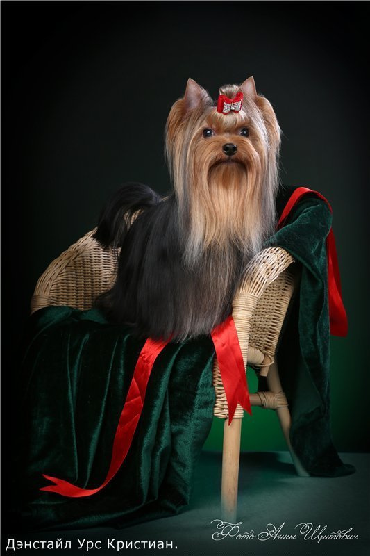 Дэнстайл Урс Кристиан. Питомник Йоркширских терьеров Дэнстайл в Санкт-Петербурге заводчик Тих