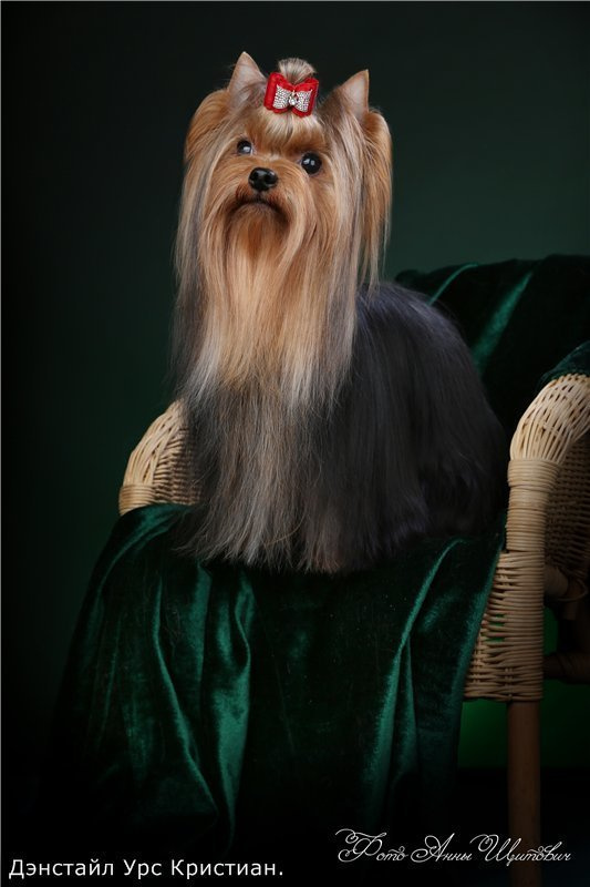Дэнстайл Урс Кристиан. Питомник Йоркширских терьеров Дэнстайл в Санкт-Петербурге заводчик Тих
