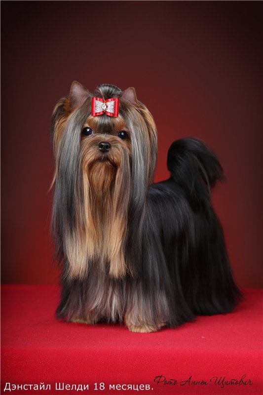 Дэнстайл Шелди. Питомник Йоркширских терьеров Дэнстайл в Санкт-Петербурге заводчик Тих