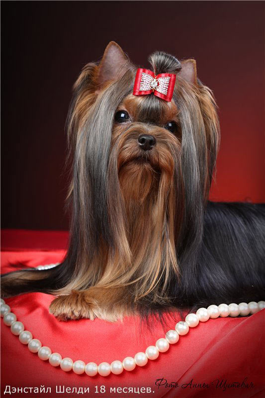 Дэнстайл Шелди. Питомник Йоркширских терьеров Дэнстайл в Санкт-Петербурге заводчик Тих