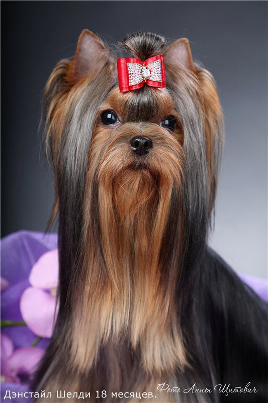 Дэнстайл Шелди. Питомник Йоркширских терьеров Дэнстайл в Санкт-Петербурге заводчик Тих