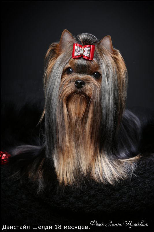 Дэнстайл Шелди. Питомник Йоркширских терьеров Дэнстайл в Санкт-Петербурге заводчик Тих