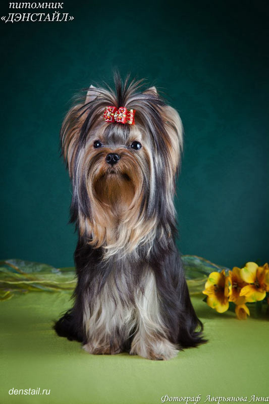 Дэнстайл Империя. Питомник Йоркширских терьеров Дэнстайл в Санкт-Петербурге заводчик Тих