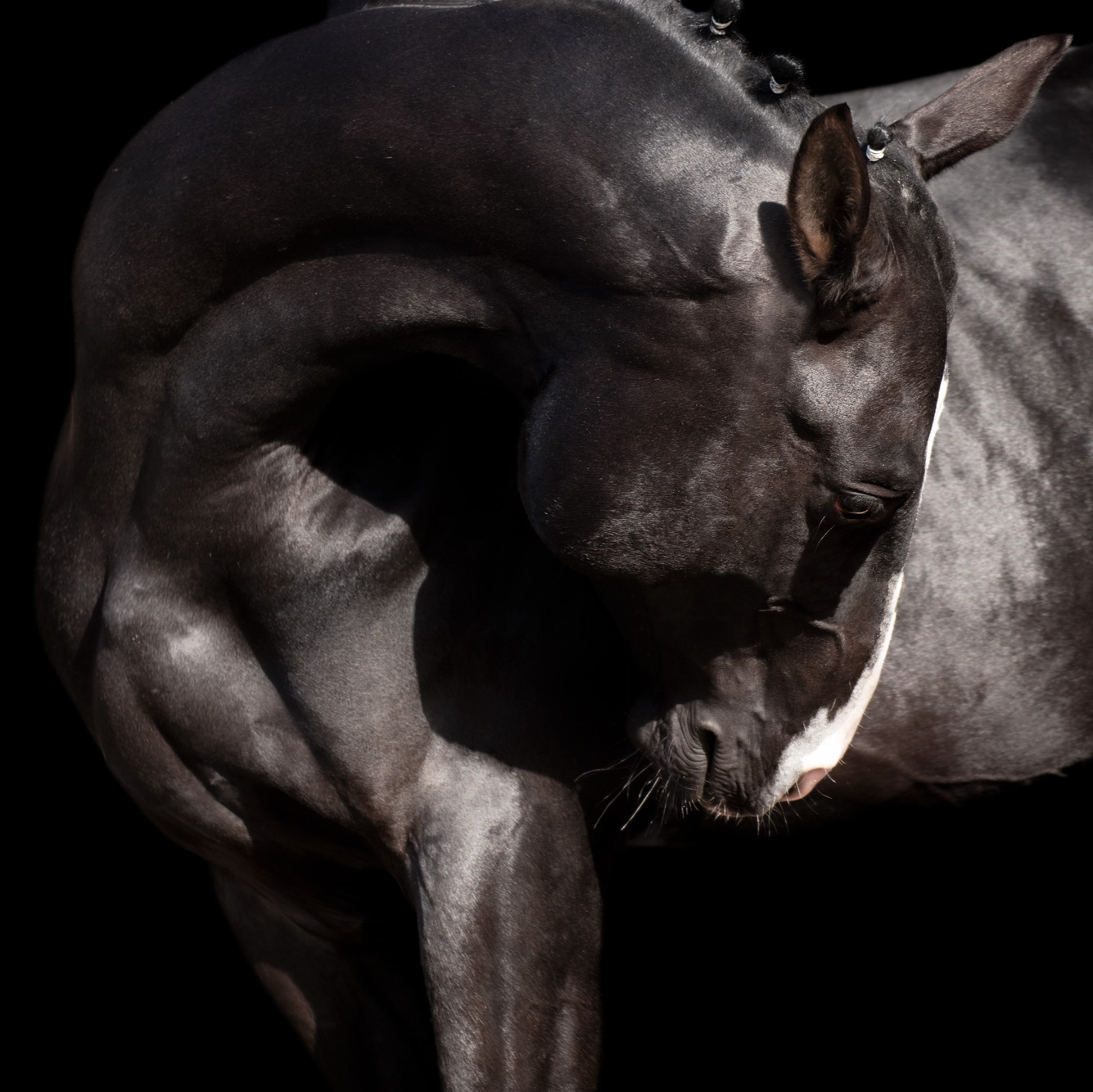 Портрет лошади, лошадь, конь, фото лошади, фотография лошади, конный фотограф, съемка лошадей, фотограф лошадей, конная фотография, конный фотограф, конный фотограф в спб, профессиональный фотограф спб, фотограф спб, ахалтекинец, рысак, спортивная лошадь, конный клуб, фотосессия с лошадьми