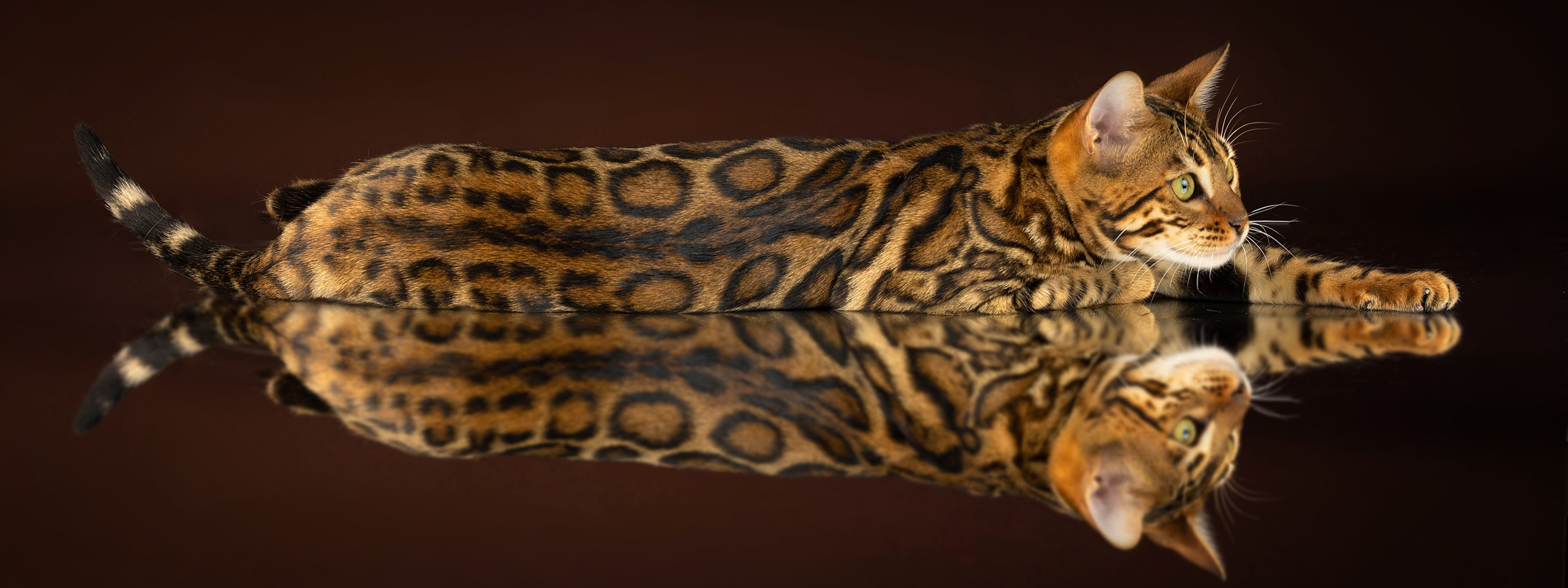 Фотограф-анималист в Омске Екатерина Маричева