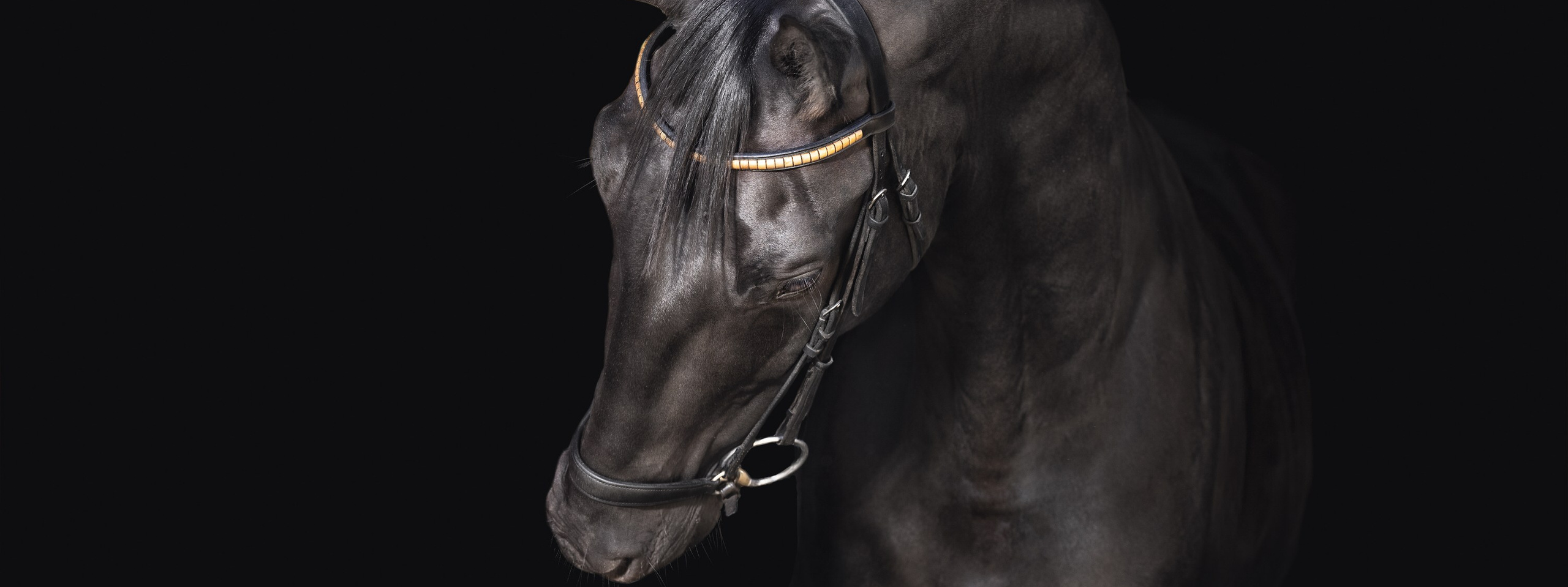 Liana Antanovich | Equestrian Strategies