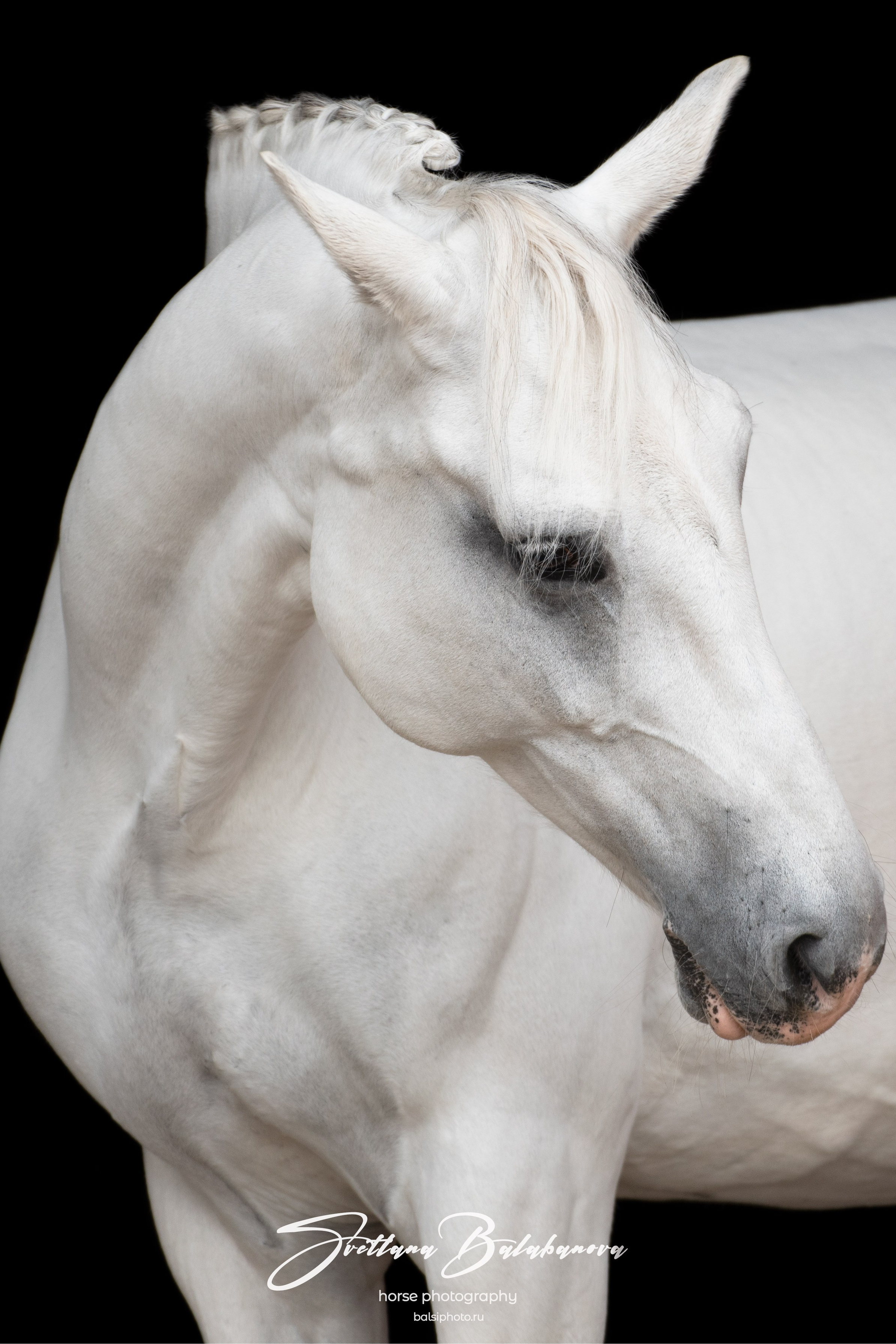 фото для интерьера, отпечаток, авторская фотография, купить отпечаток, купить фотографию, фото лошадей, фото лошади, красивые лошади, принт, цифровой отпечаток