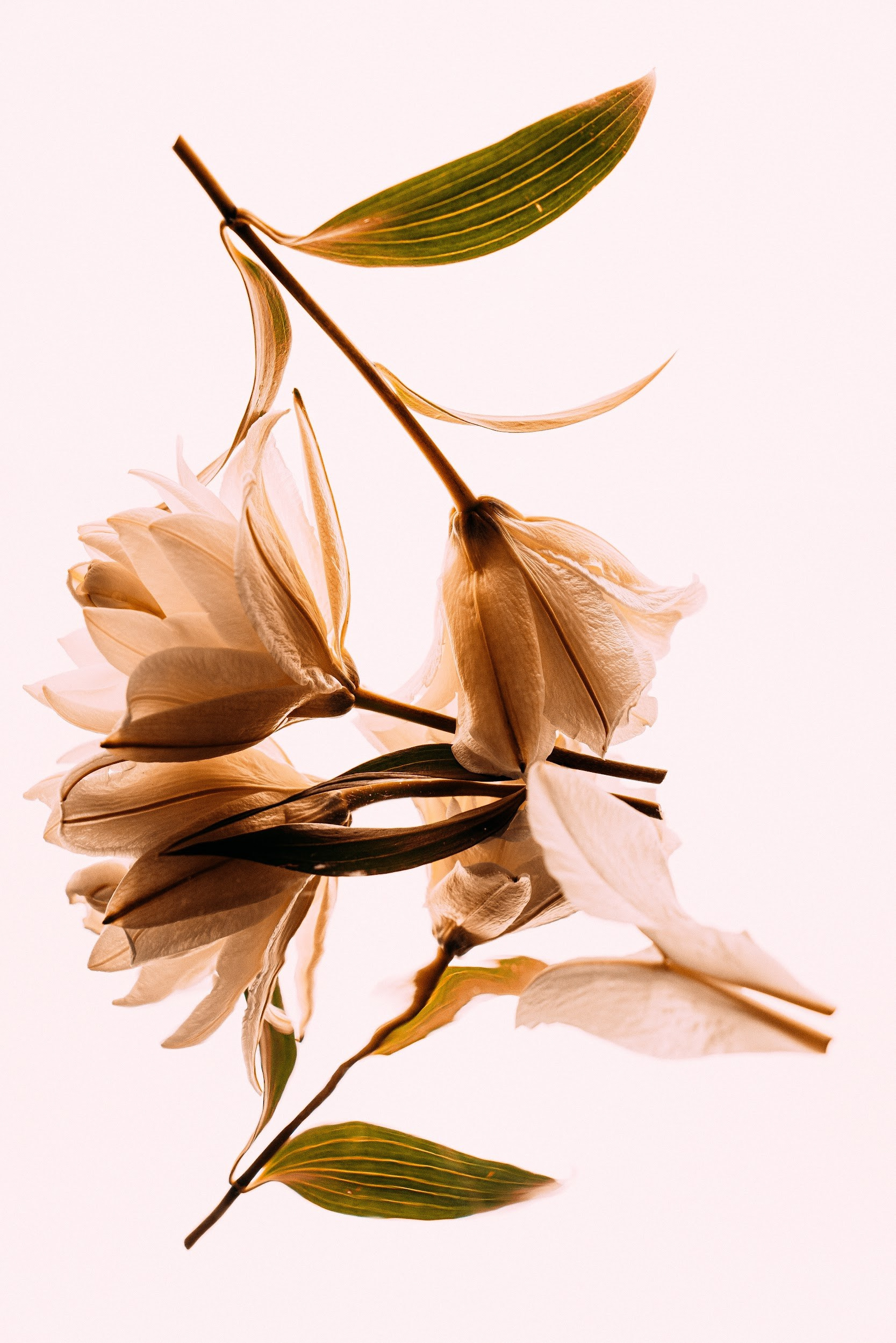 Цифровая фотография для печати интерьерного постера.