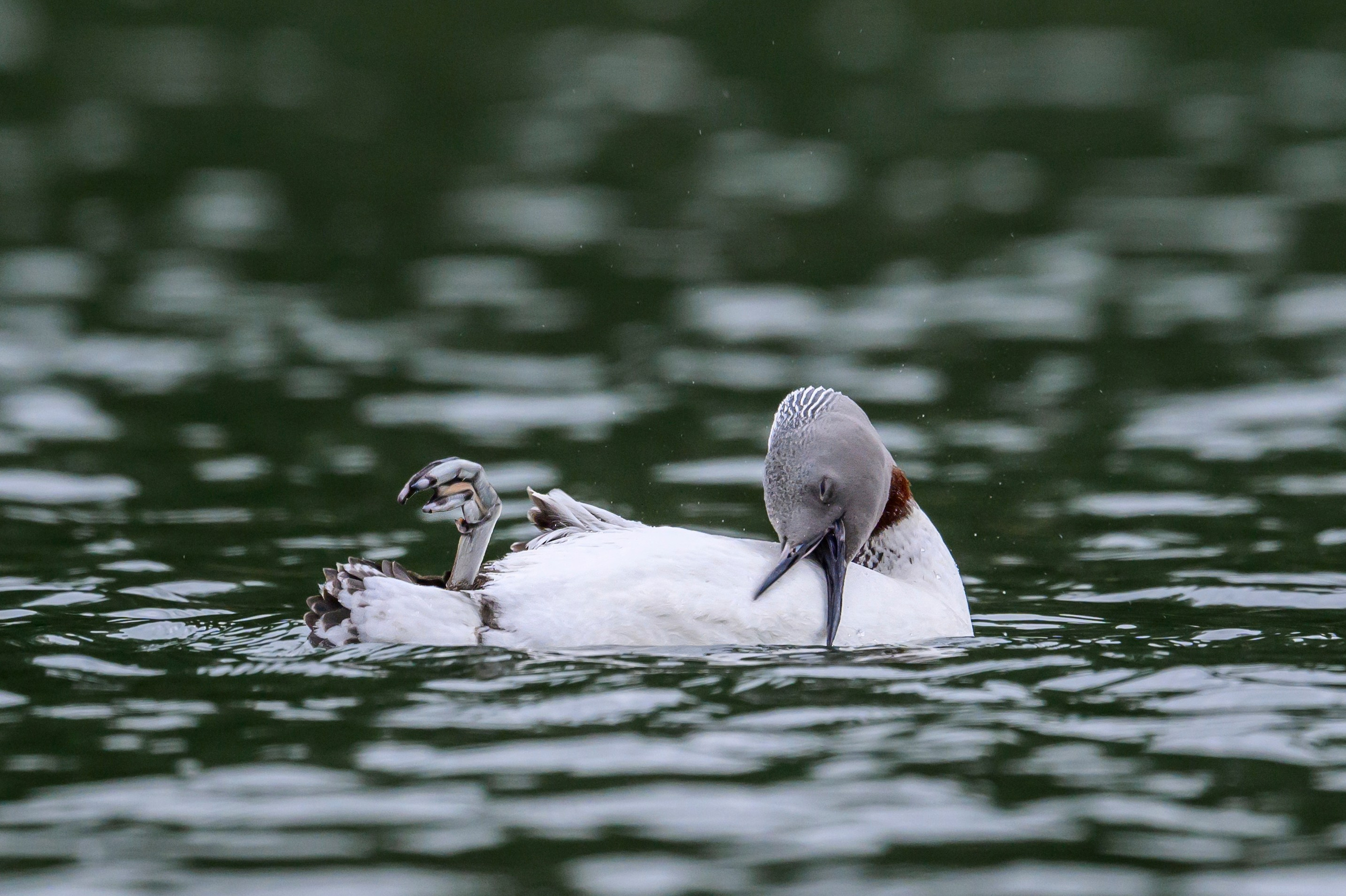Краснозобая гагара. Фотограф Сергей Пупонин