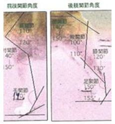 Standart. AMERICAN AKITA RUBYLIGHT KENNEL I SHIBA-INU