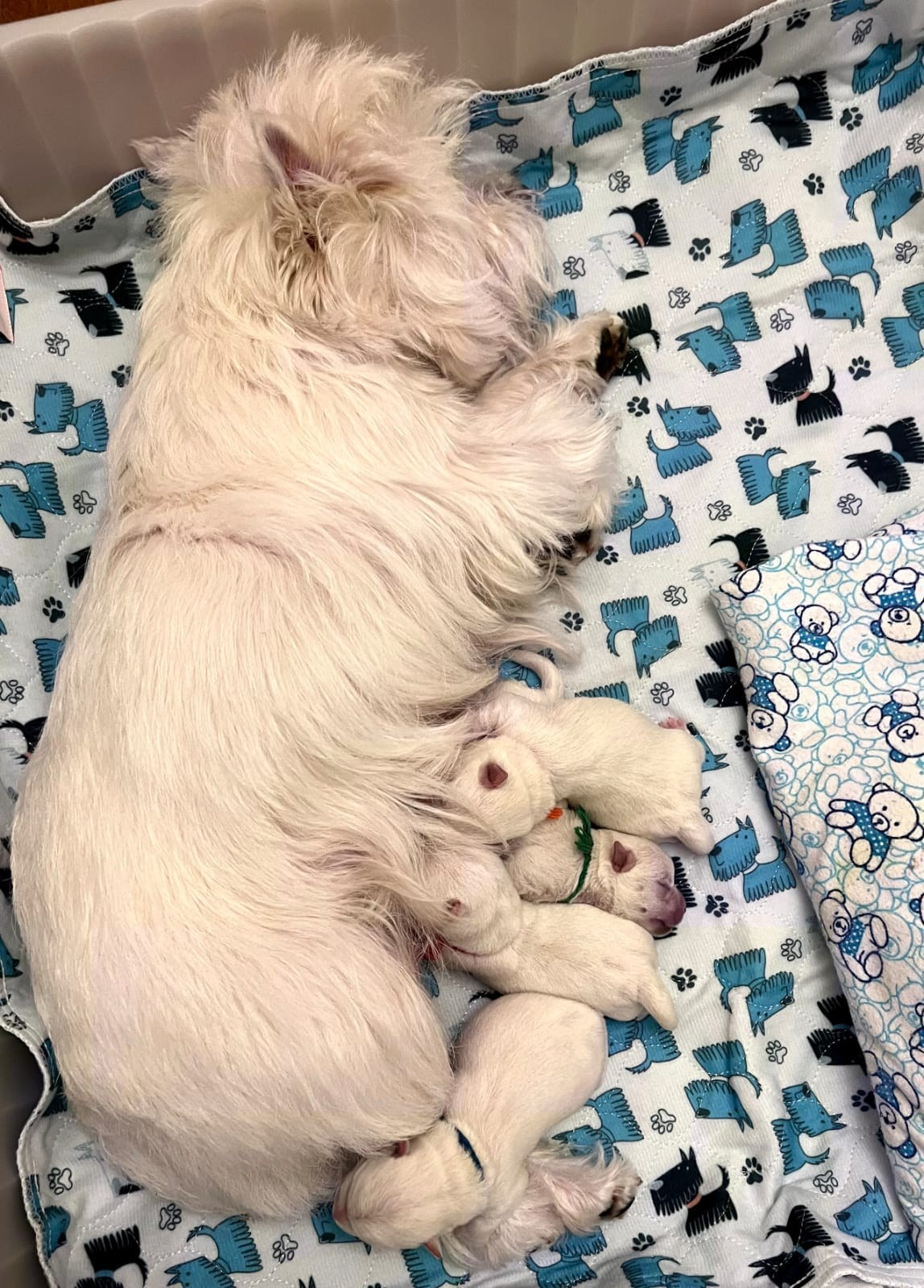 У нас родились ЩЕНКИ — 13.11.2023!!!. Питомник собак породы вест хайленд вайт терьер в Москве