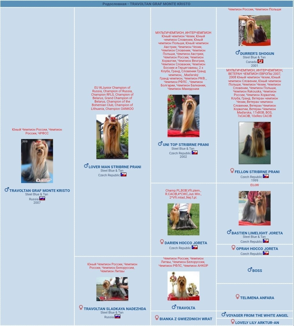 Траволтан Граф Монте Кристо. Питомник Йоркширских терьеров Дэнстайл в Санкт-Петербурге заводчик Тих