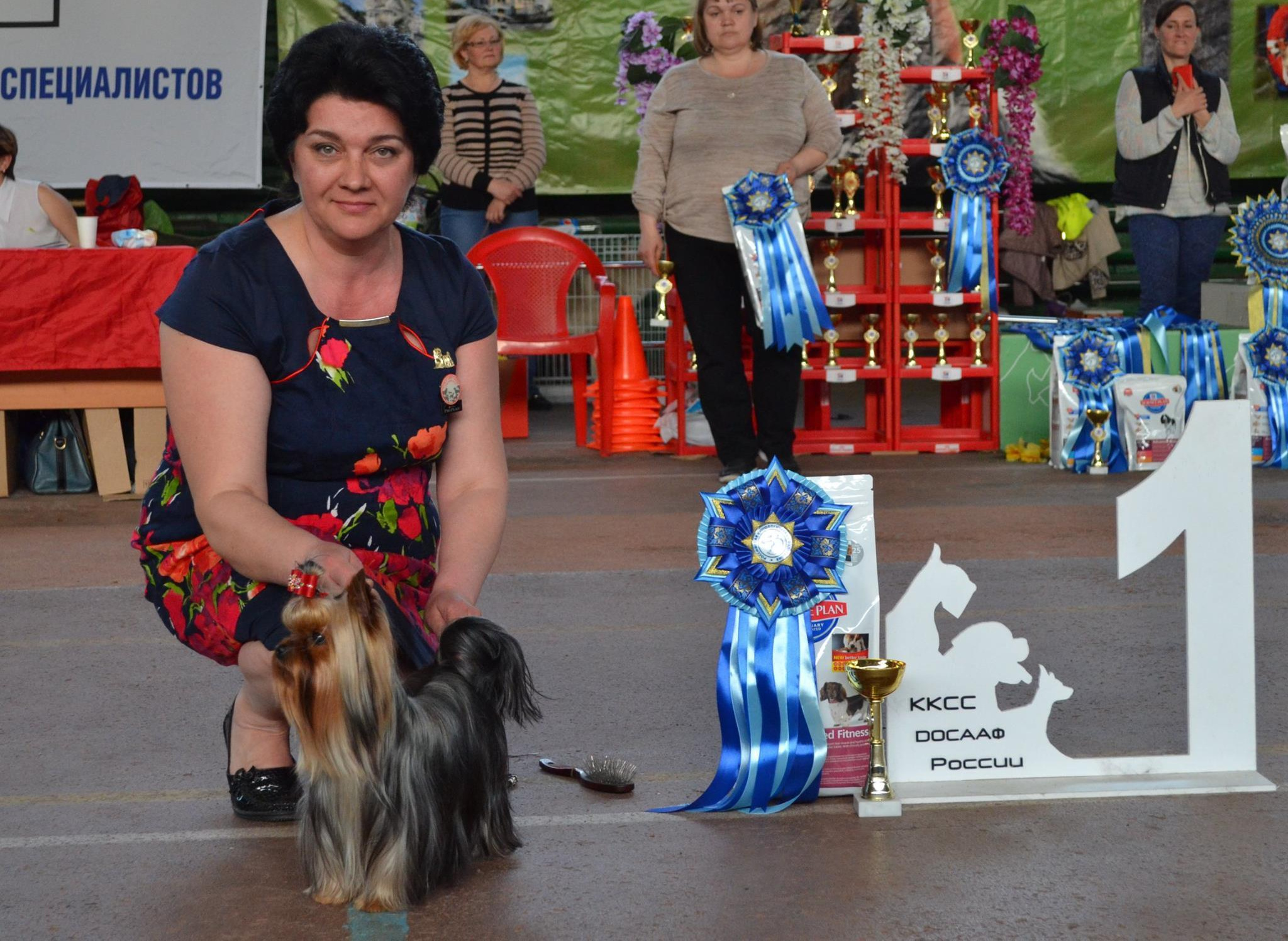 2016 г Результаты выставок. Питомник Йоркширских терьеров Дэнстайл в Санкт-Петербурге заводчик Тих