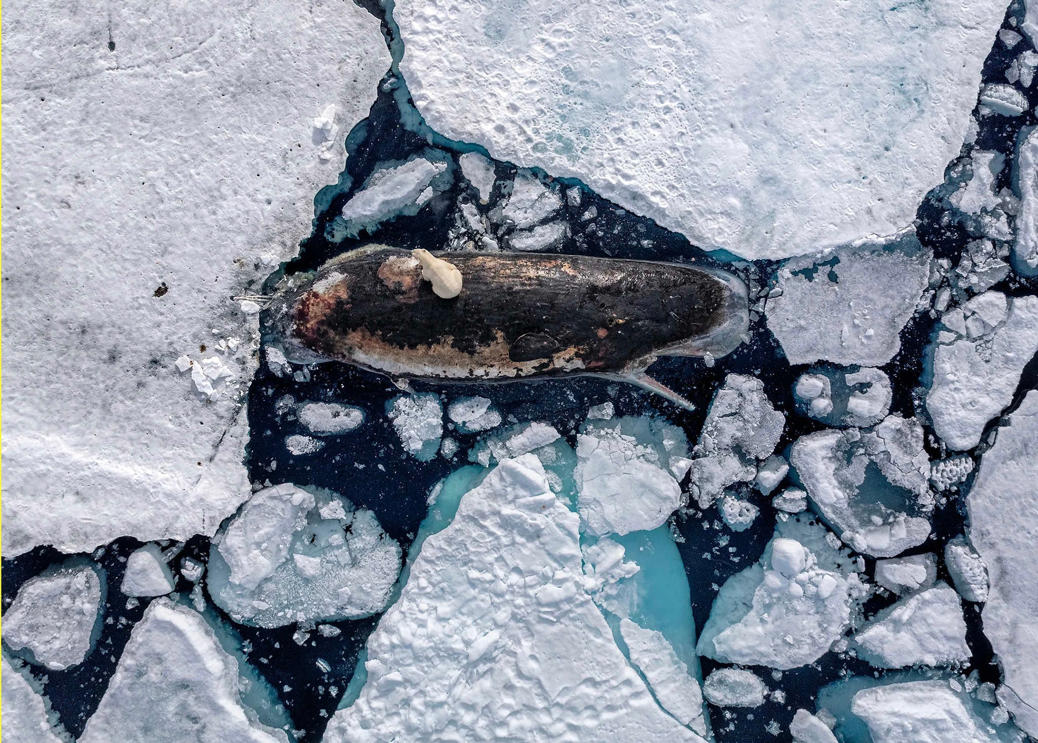 Dinner On Ice, Photograph by Roie Galitz Туша кашалота дрейфовала среди льдов Арктики. Фотограф Рои Галиц снял её с дрона у архипелага Шпицберген и лишь спустя мгновение заметил самку белого медведя, пытавшуюся разорвать толстую кожу кита. Кашалоты крайне редко оказываются в Арктике, но из-за потепления воды и сильных течений некоторые из них заплывают севернее обычного. Причина смерти кита неизвестна, а уже через неделю туша исчезла, подчёркивая хрупкость и непредсказуемость арктических сцен.
