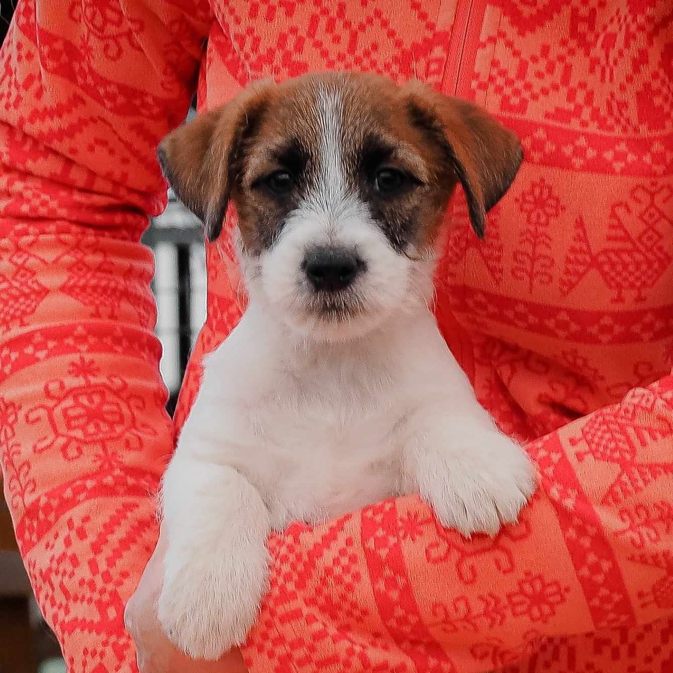 Джек рассел терьер. Подвижная и проворная голова джек рассел терьера, правильных пропорций, готова изучать окружающий мир