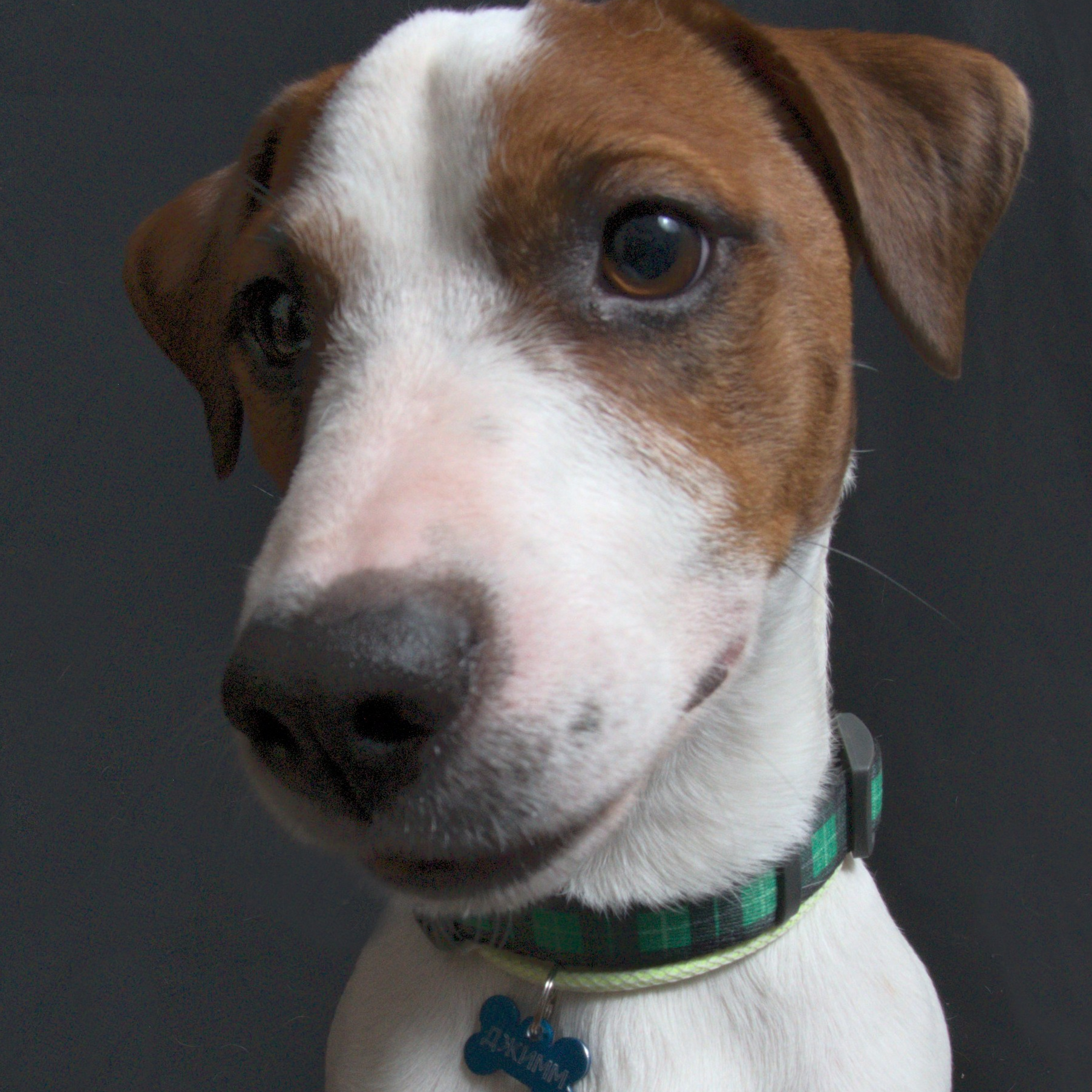 Коротко об джекк- рассел терьер. Фотограф анималист, пейзажист, спортивные мероприятия. Новосибирск