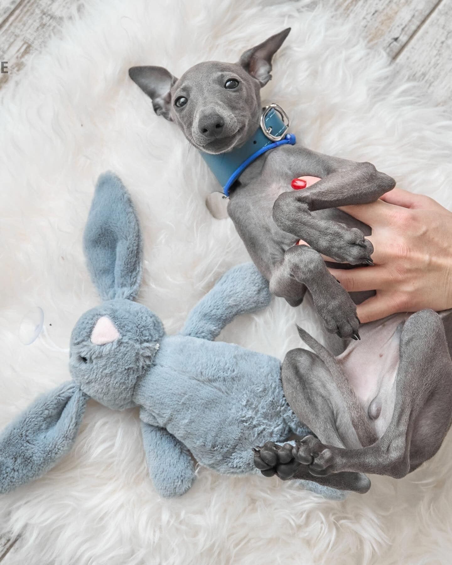 Проверенные зоотовары для левреток от питомника Asti Sapphire. Профессиональный питомник левреток РКФ/FCI ASTI SAPPHIRE 💎 Сочи|Санкт-Петербург