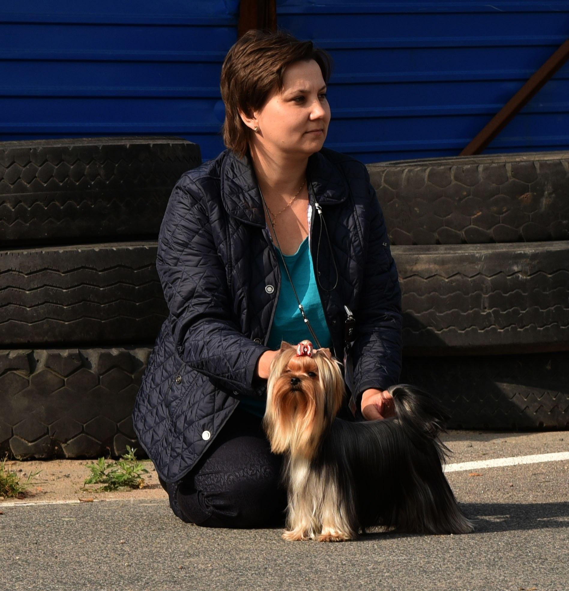 2015 г Результаты выставок. Питомник Йоркширских терьеров Дэнстайл в Санкт-Петербурге заводчик Тих