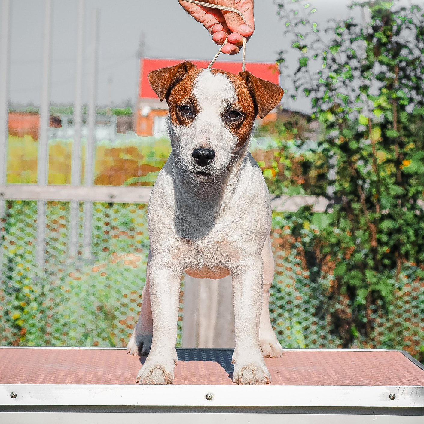 КАНЕ МАЭСТРО ФЕРИТЕЙЛ. Джек рассел терьер. Щенок свободен.