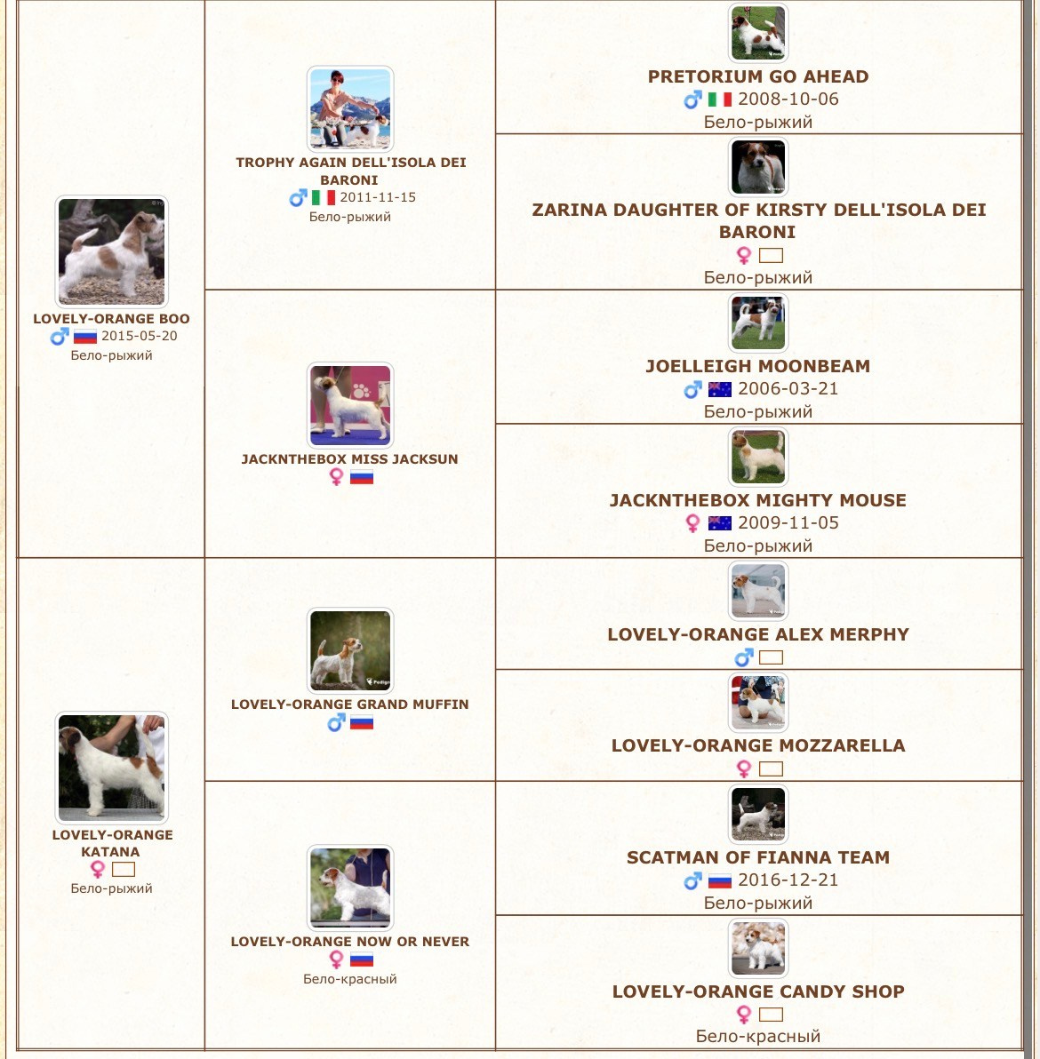 LITTER «O» 21.10.2025. Lovely-Orange питомник джек рассел терьеров