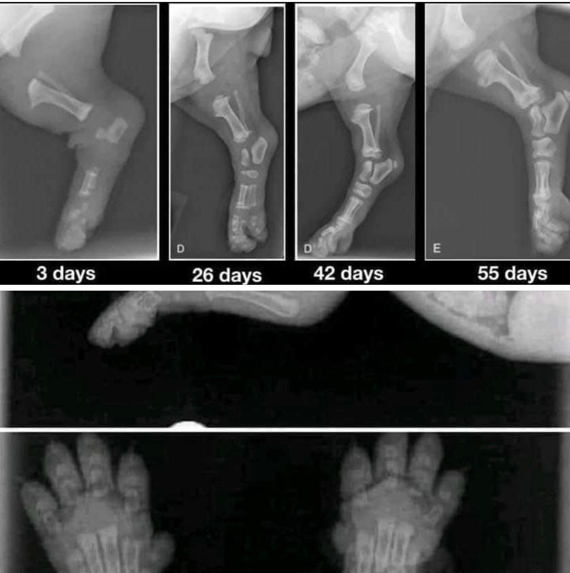 Рекомендации по выращиванию щенка. Родезийские Риджбеки в Санкт-Петербурге
