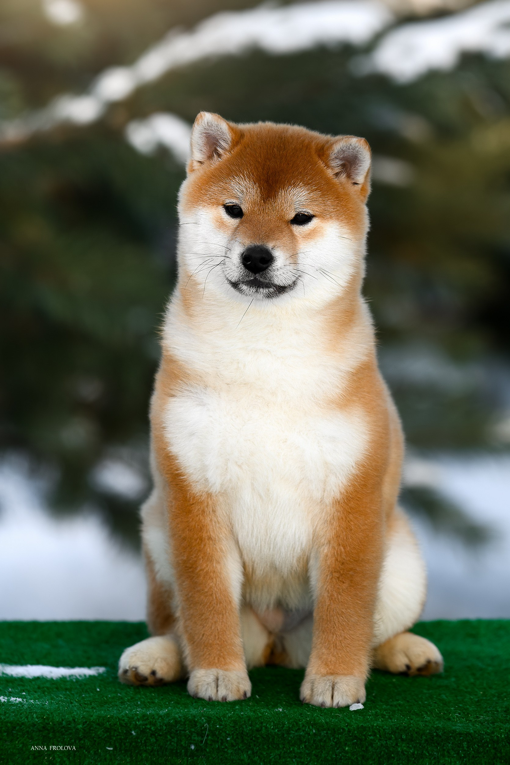 FEMALES. SHIOMARU Shiba and Akita Inu Kennel