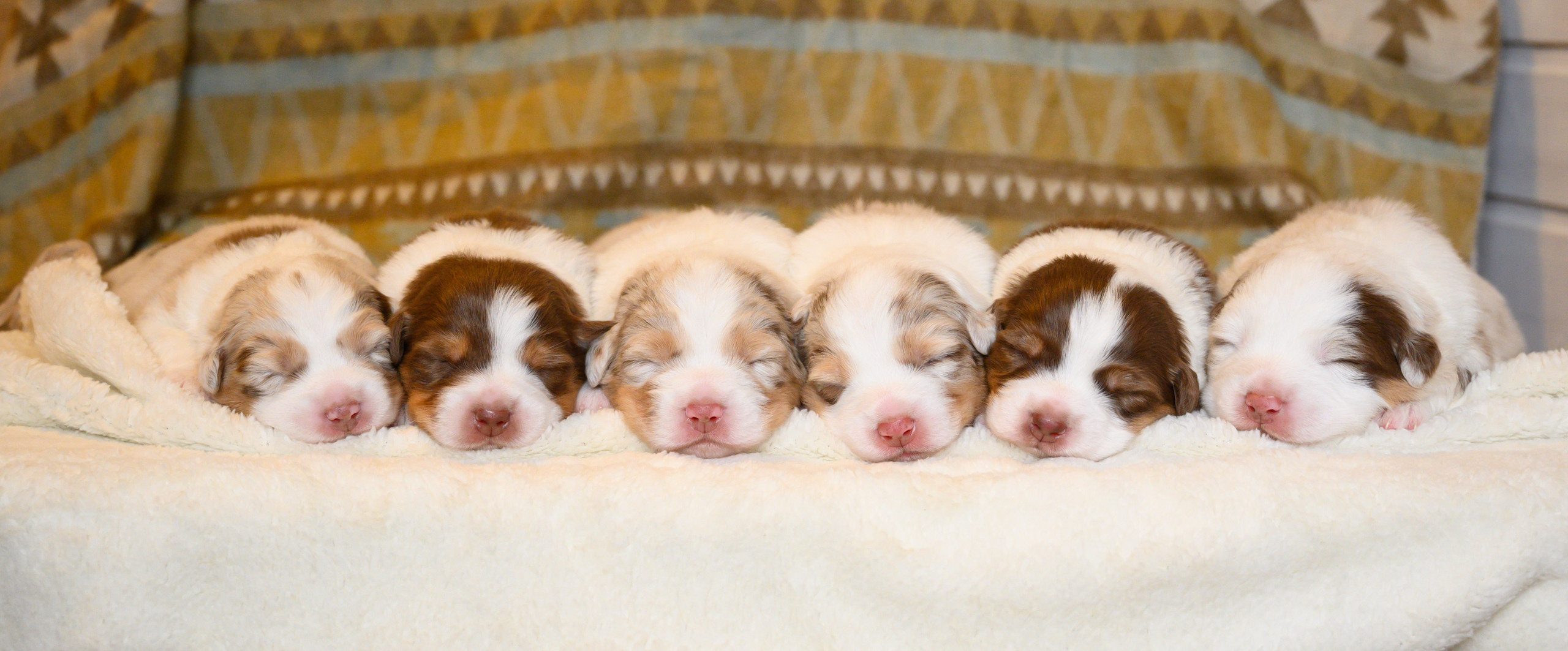 ПЛАНИРУЕМЫЕ ПОМЕТЫ. Питомник австралийских овчарок «APPLEDORE»