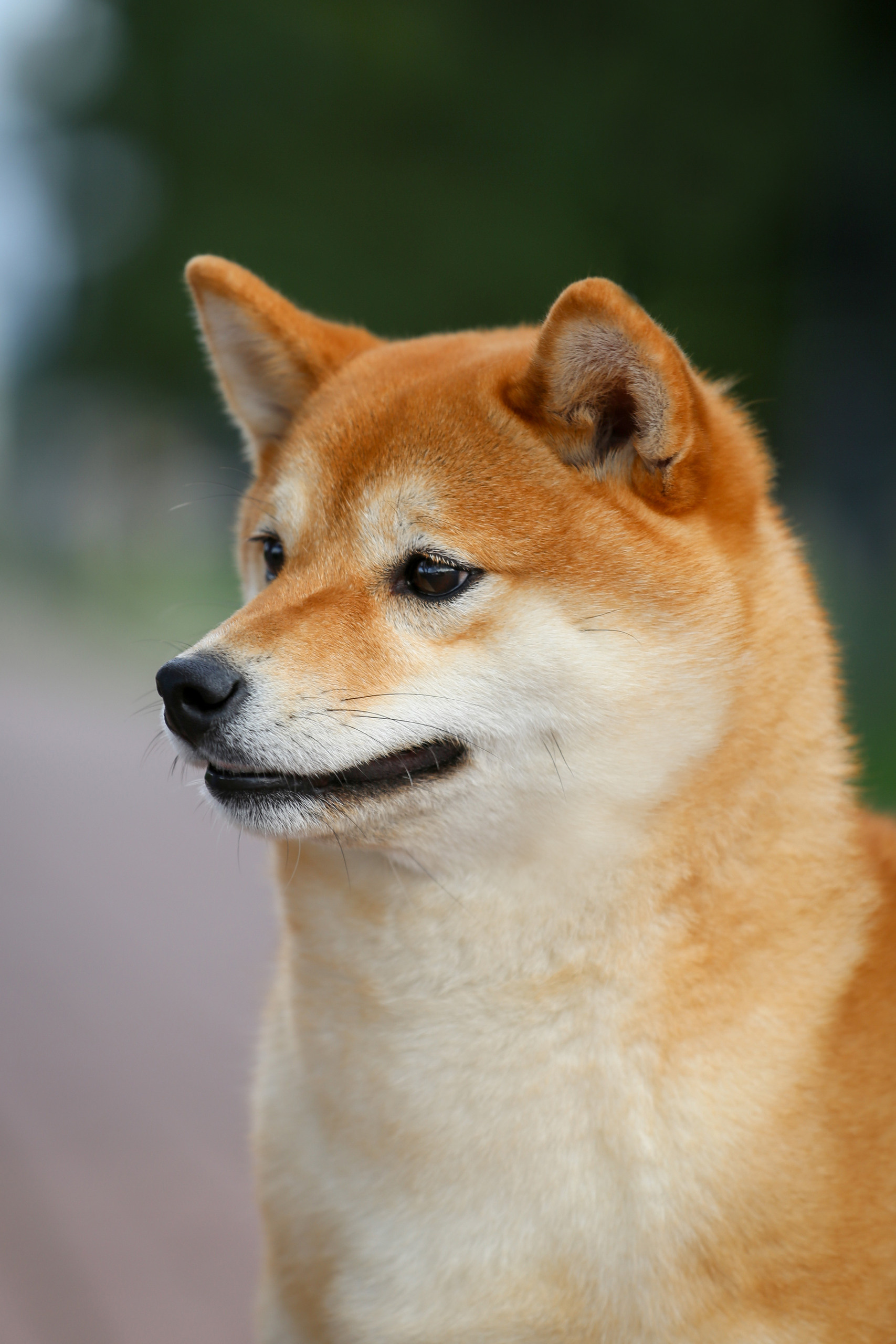 FEMALES. SHIOMARU Shiba and Akita Inu Kennel