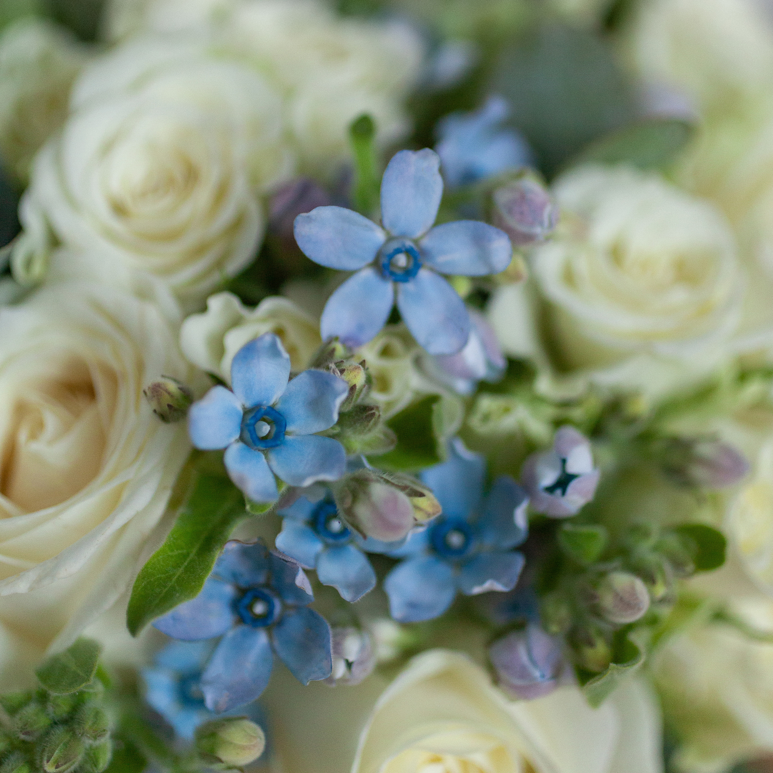 Карамельный гвоздики, флорист Маргарита Гладкова