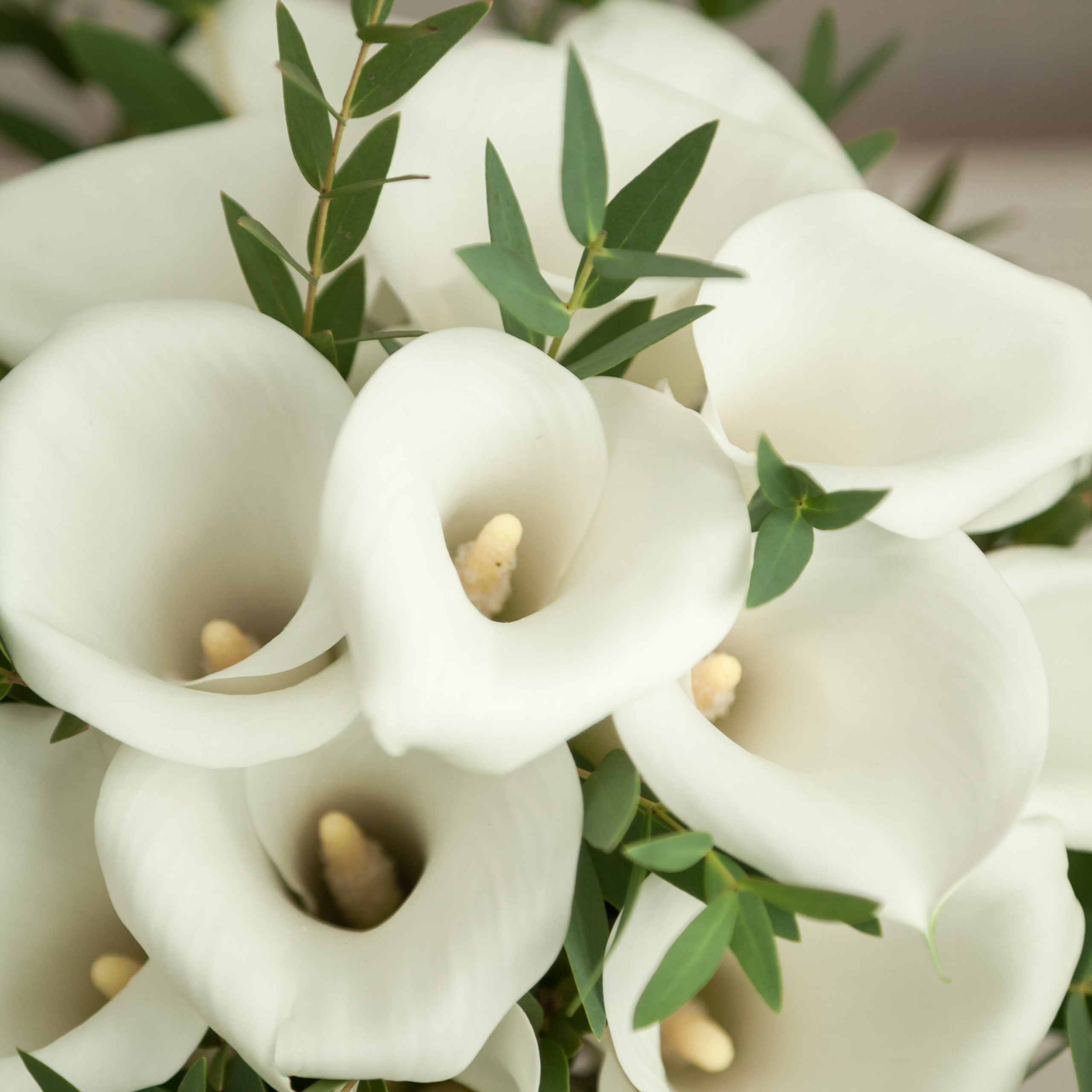 Карамельный гвоздики, флорист Маргарита Гладкова