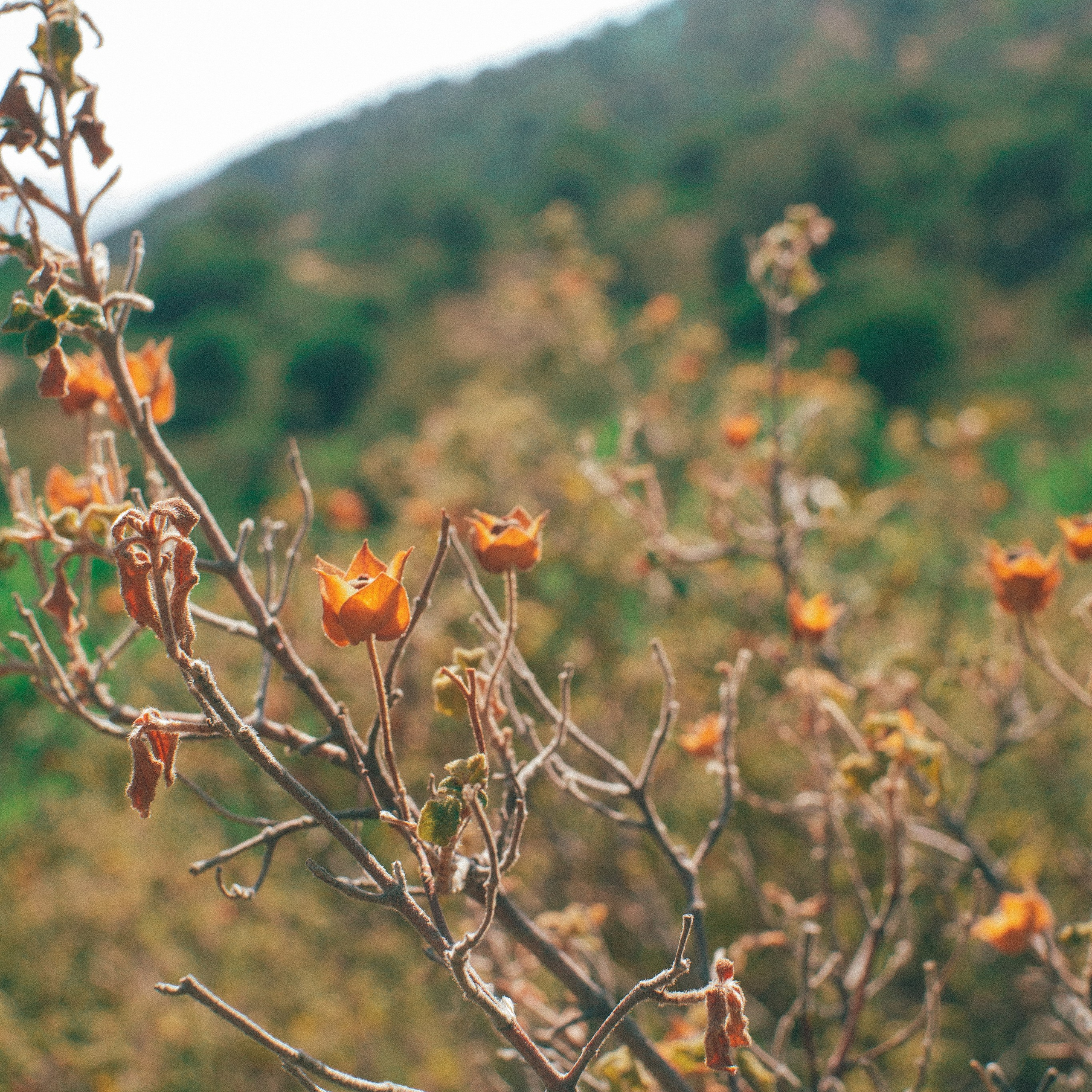 Фотограф Ройтман Валерия. Санкт-Петербург (приеду в любой город)