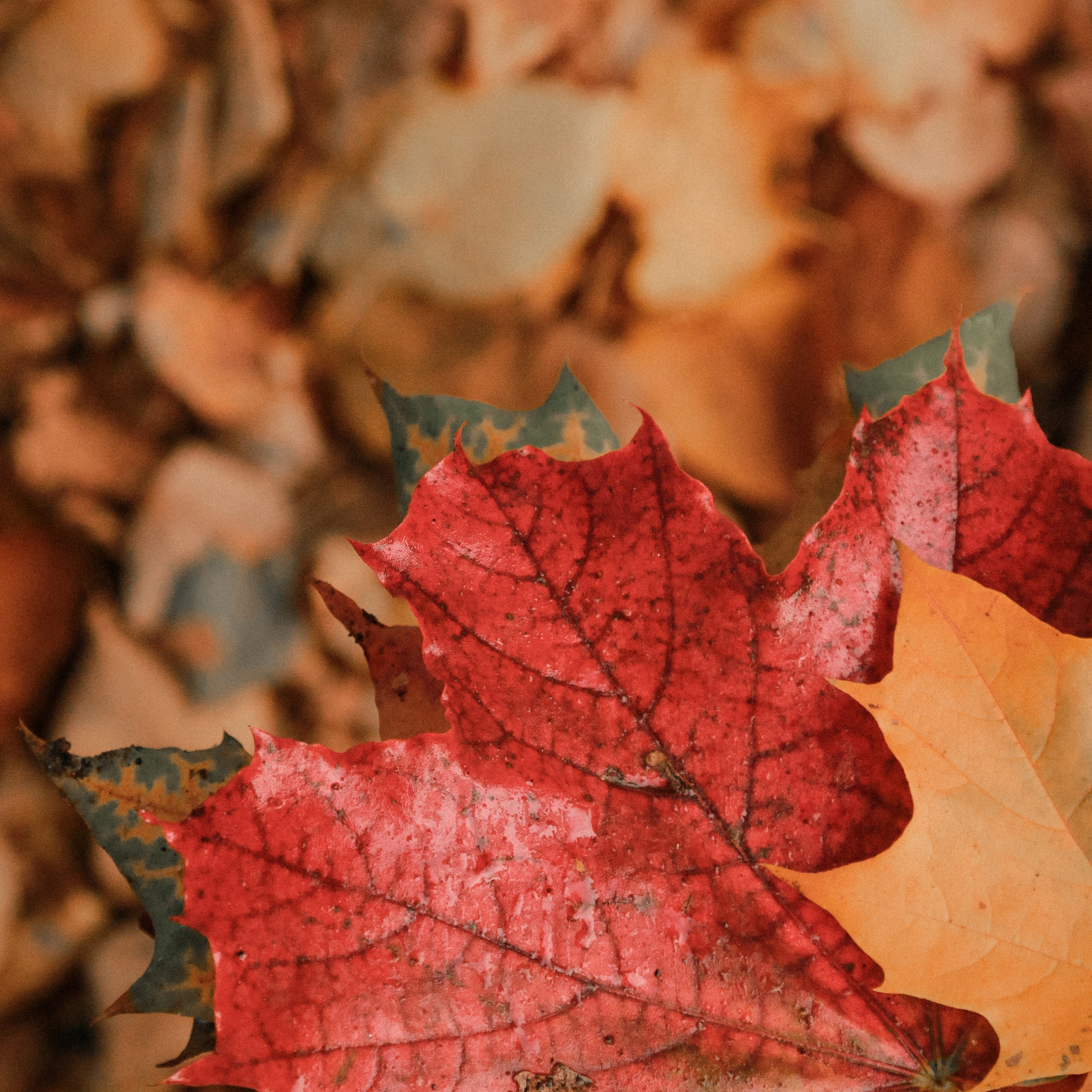 Услуги. Фотограф Анна Ильичева