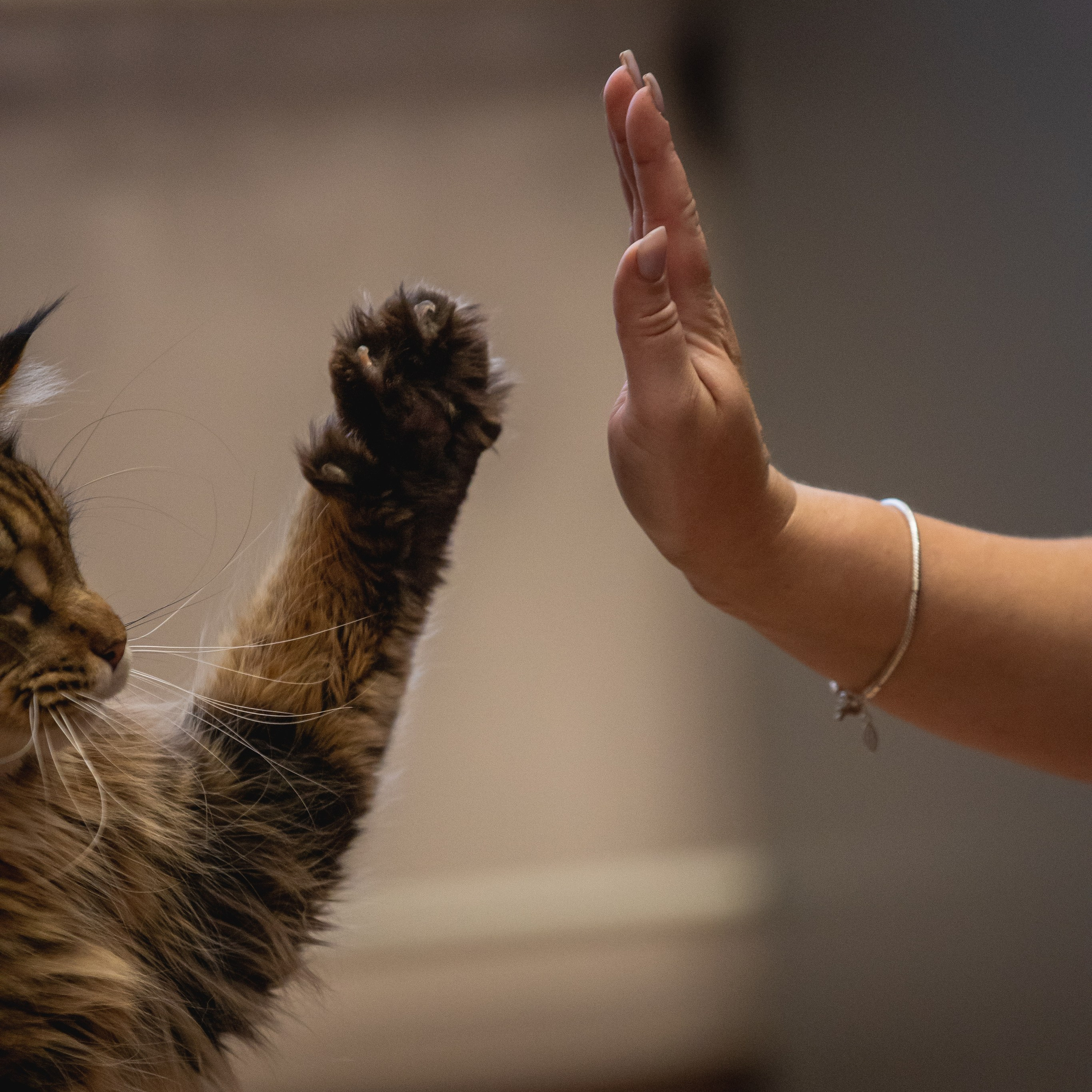 Контакты. Фотограф — анималист Светлана Кысса|фотограф собак в Краснодаре и Нижнем Новгороде