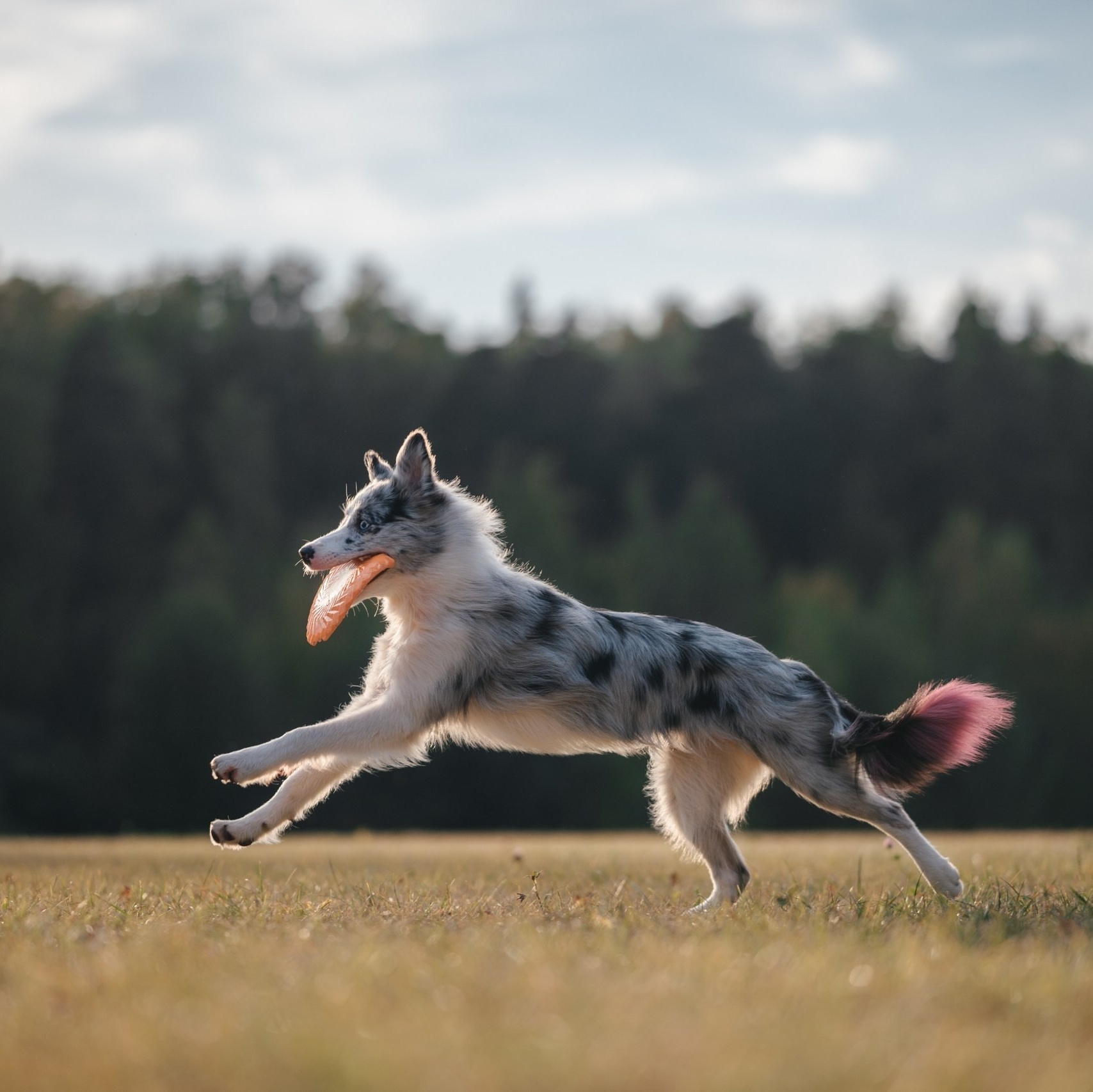 Тарифы и Условия. Фотограф Анималист в Москве Анастасия Жучкова
