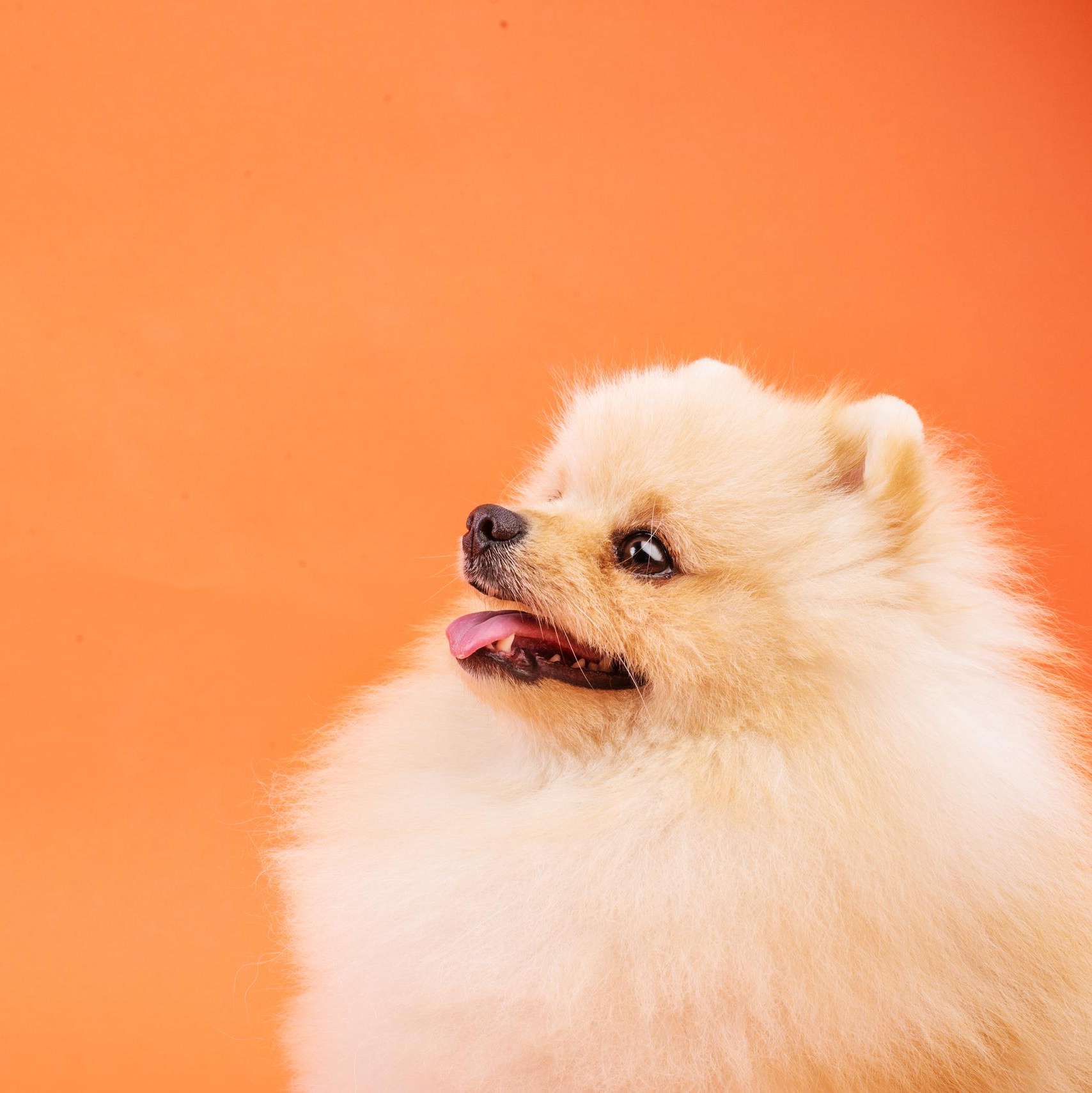 Услуги. Дог-фотограф в Тюмени Александра Королева