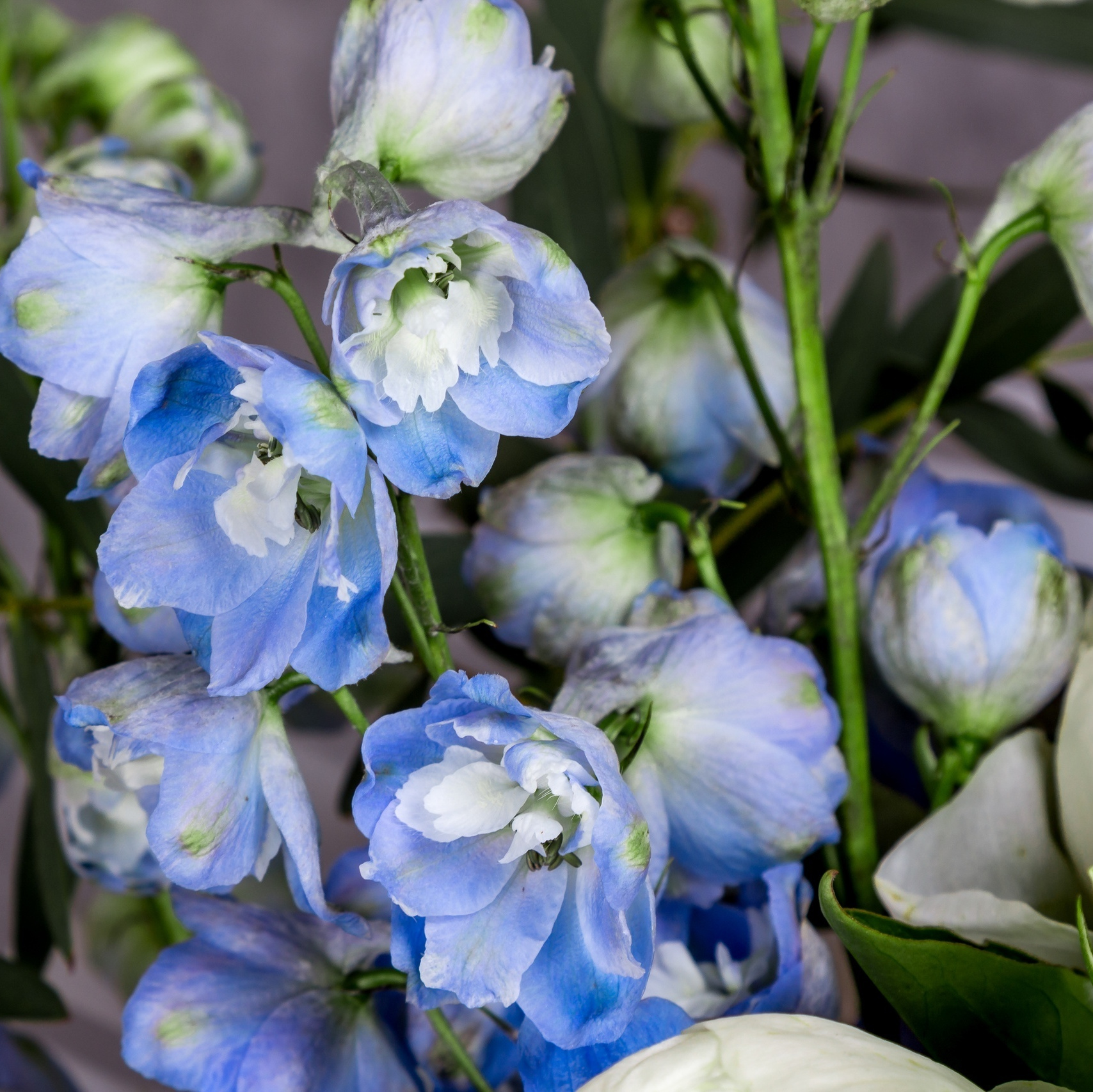 Букет белые пионы, дельфиниум, голубая гортензия. Флорист Маргарита Гладкова